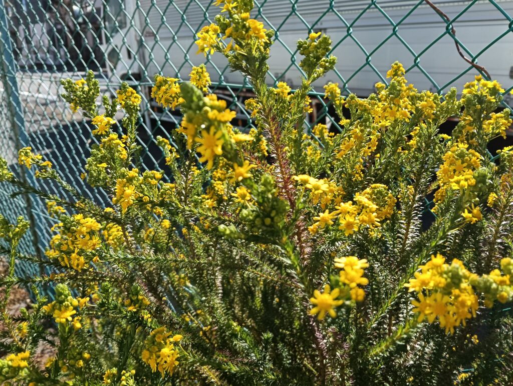 道路沿いの金網付近に咲く黄色い雑草。現場近くの公園にて。