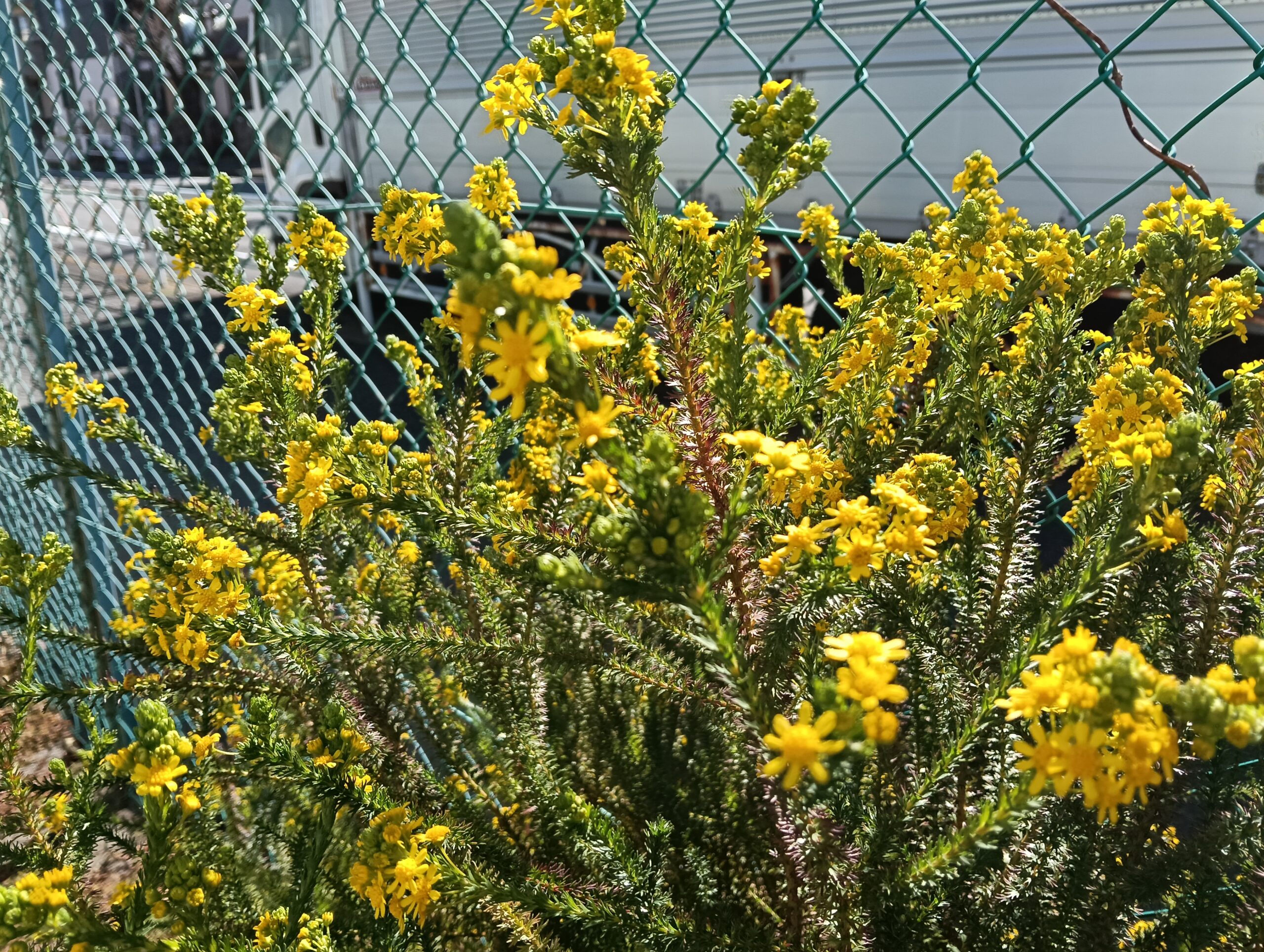 道路沿いの金網付近に咲く黄色い雑草。現場近くの公園にて。