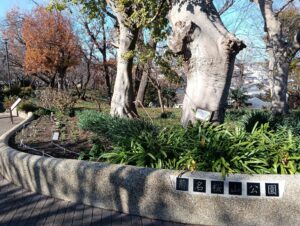 現場付近の菊名桜山公園にて撮影。珍しい草花が多い。